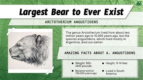 Discover the Largest Bear to Ever Exist (Up to 4X the .